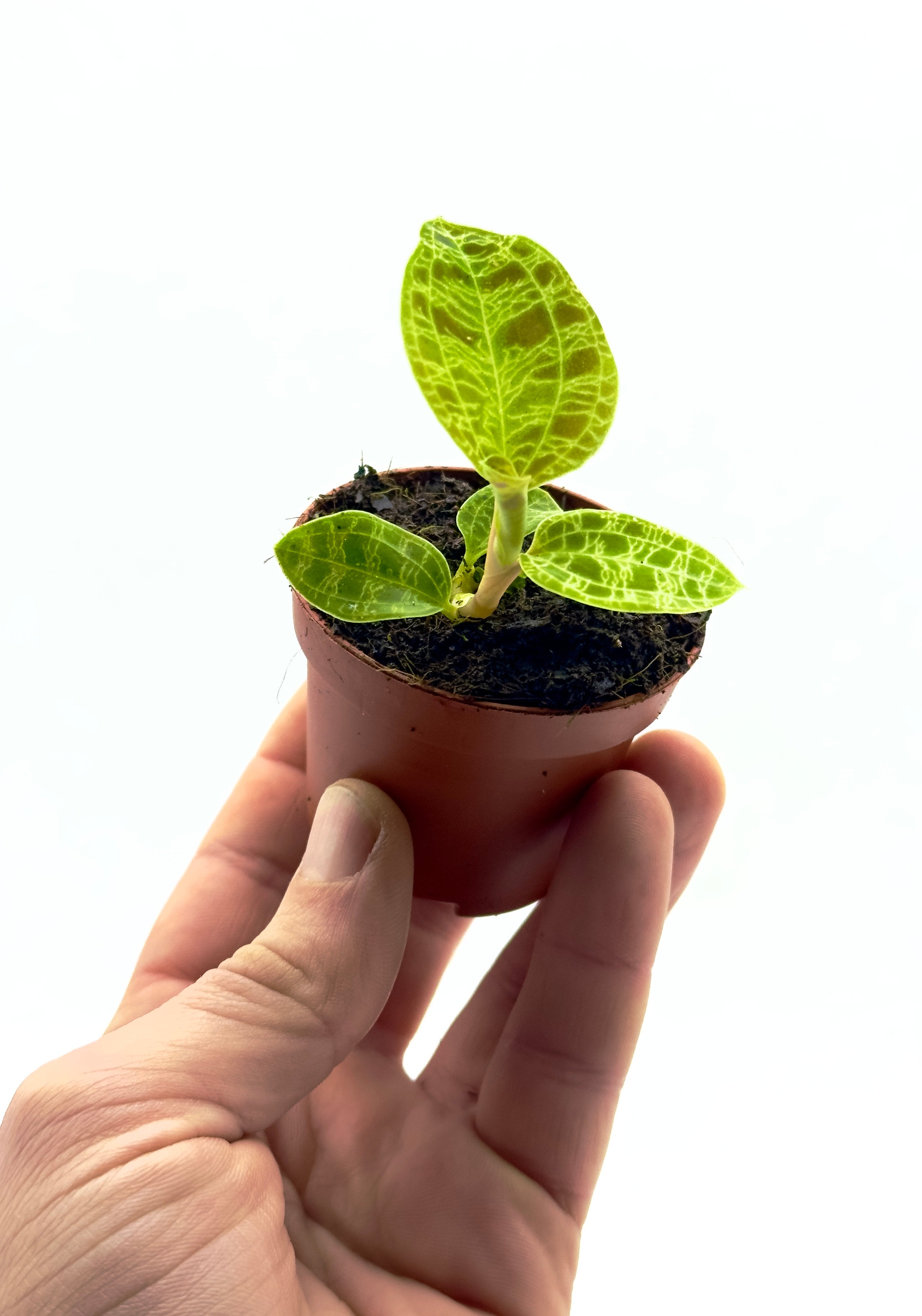 Macodes petola di Dreaming Plants con foglie vellutate verde scuro e venature dorate brillanti in vaso da 6 cm.