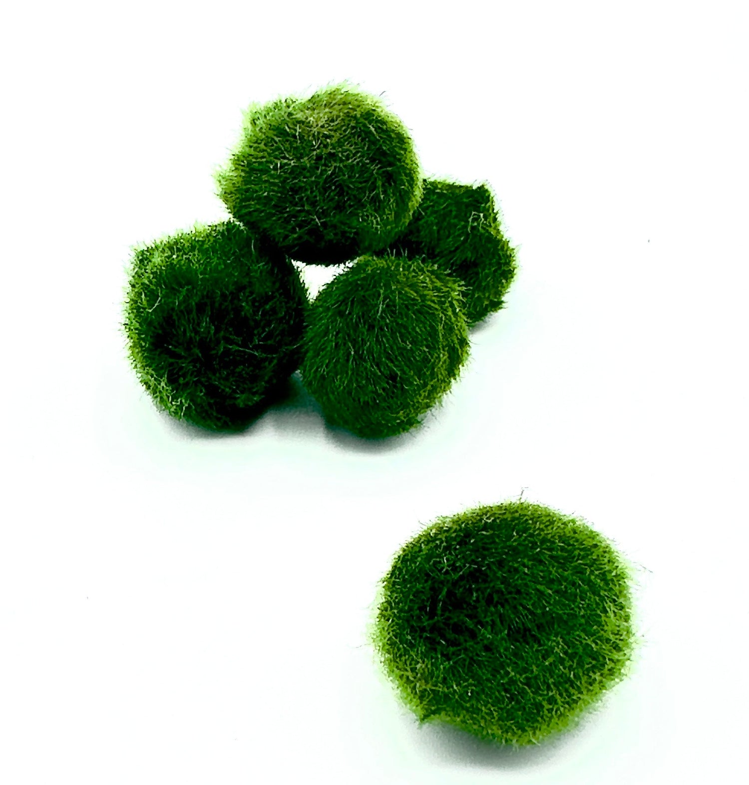 alga palla marimo sfuso di dreaming plants.