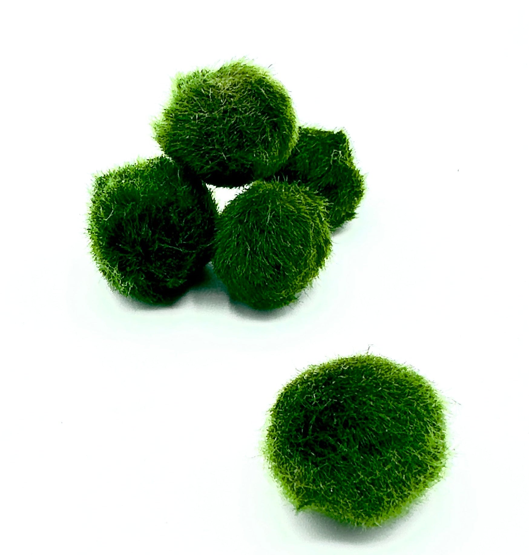 alga palla marimo sfuso di dreaming plants.