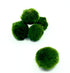 alga palla marimo sfuso di dreaming plants.