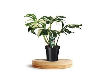 Monstera deliciosa variegata Albo Dreaming Plants con foglie verdi e bianche fenestrate di grandi dimensioni, pianta rara da appartamento.