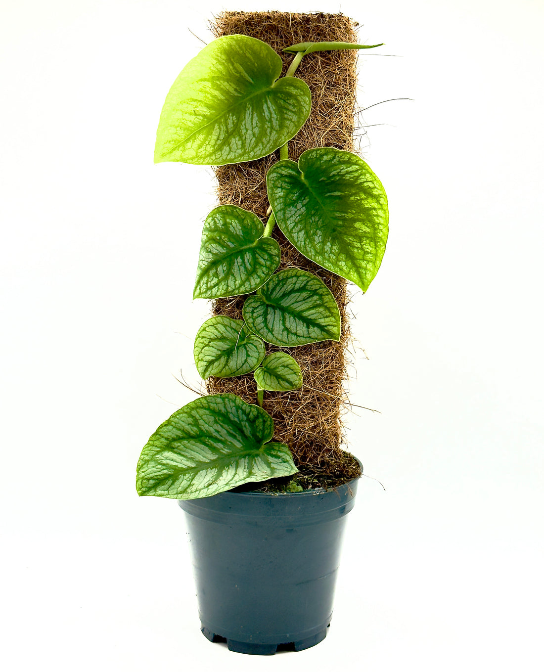 Monstera dubia di Dreaming Plants aderente al suo supporto di legno con foglie a cuore argentate, pianta rampicante rara da collezione.