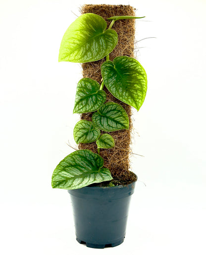 Monstera dubia di Dreaming Plants aderente al suo supporto di legno con foglie a cuore argentate, pianta rampicante rara da collezione.