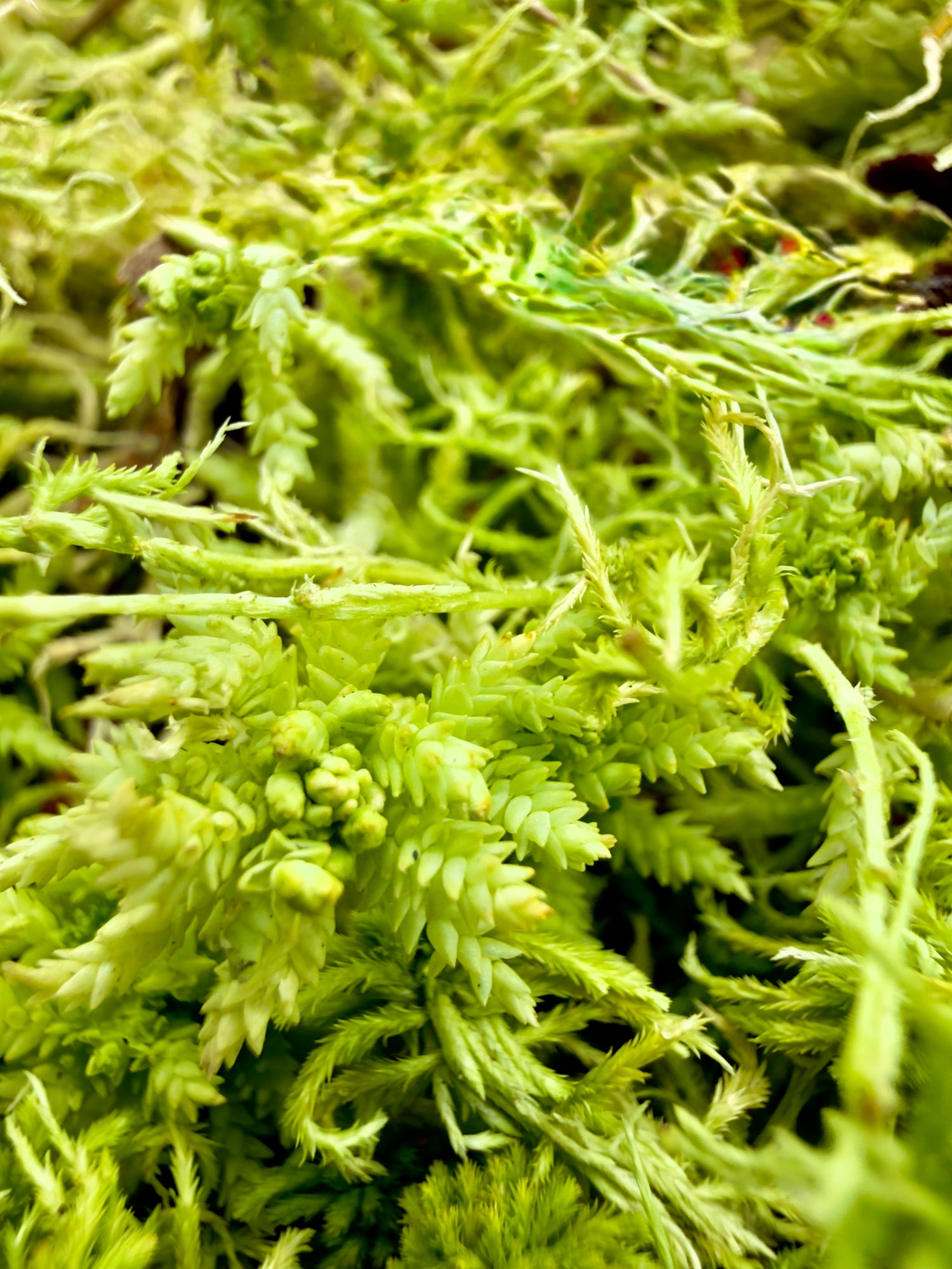 Sfagno Vivo Dreaming Plants, muschio verde fresco ideale per la radicazione di talee tropicali e substrati per orchidee.