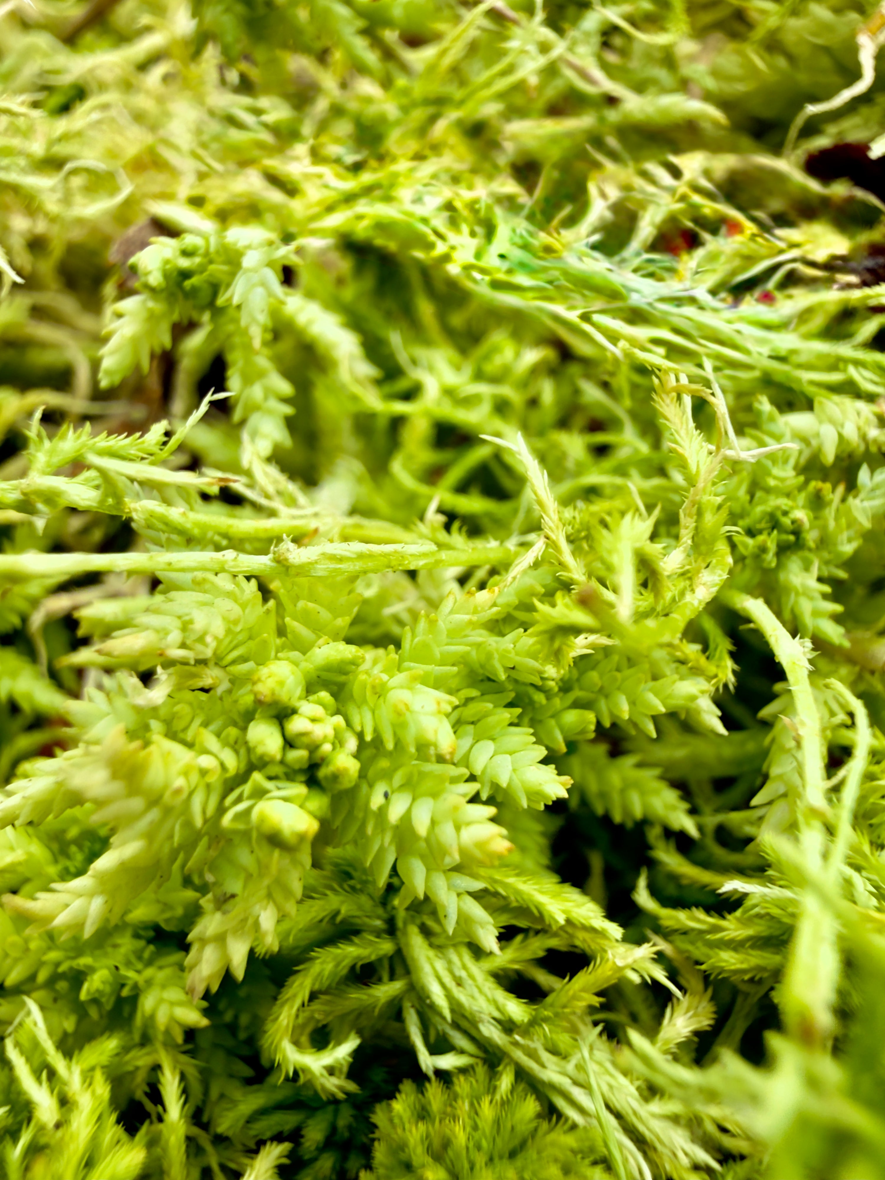 Sfagno Vivo Dreaming Plants, muschio verde fresco ideale per la radicazione di talee tropicali e substrati per orchidee.