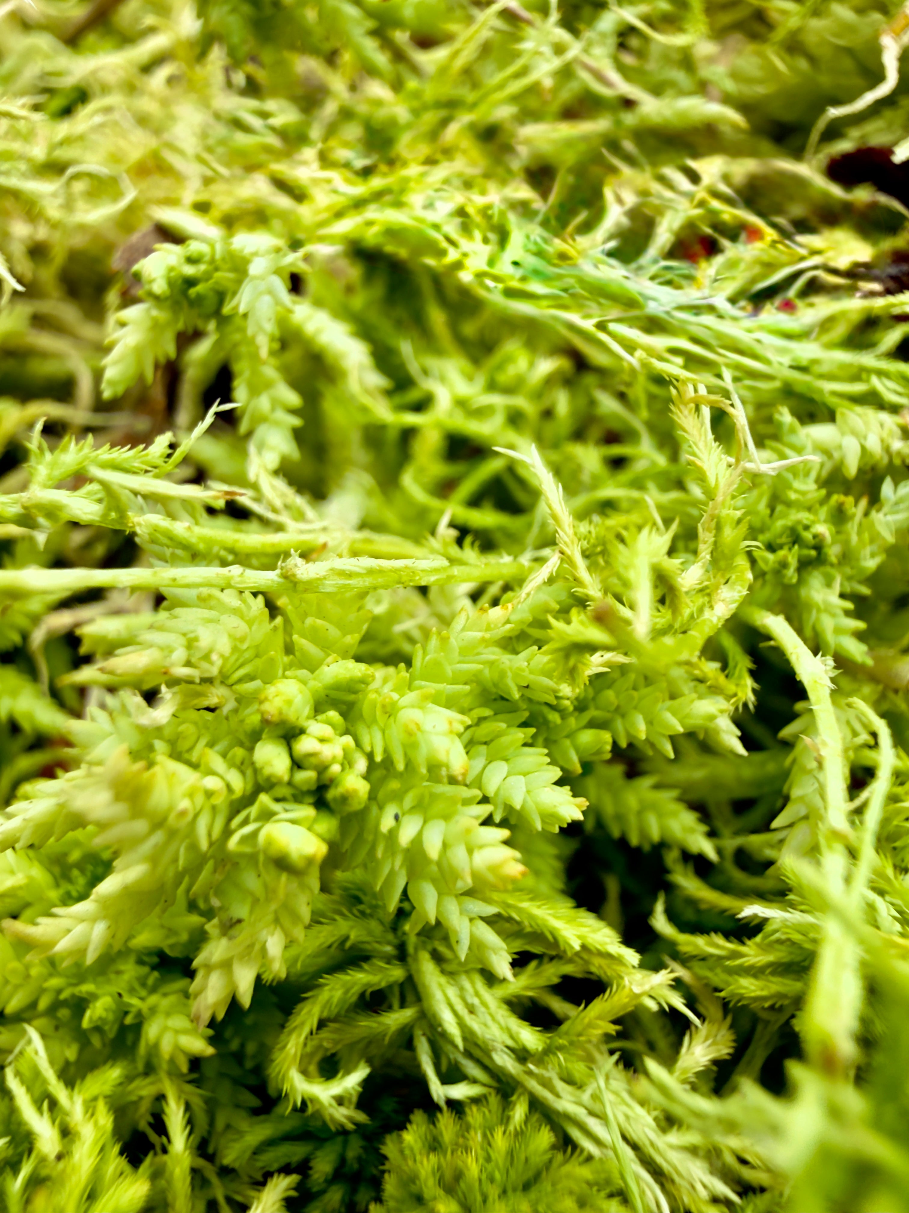 Sfagno Vivo Dreaming Plants, muschio verde fresco ideale per la radicazione di talee tropicali e substrati per orchidee.