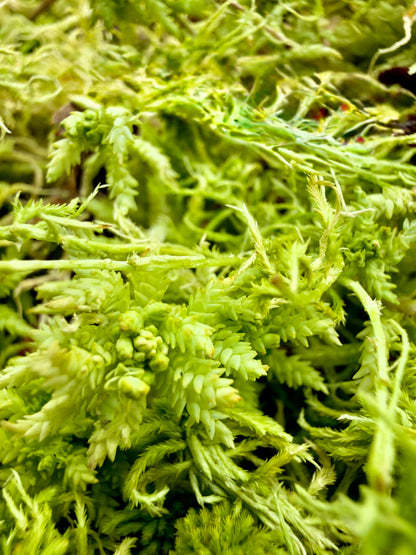 Sfagno Vivo Dreaming Plants, muschio verde fresco ideale per la radicazione di talee tropicali e substrati per orchidee.