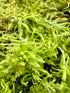 Sfagno Vivo Dreaming Plants, muschio verde fresco ideale per la radicazione di talee tropicali e substrati per orchidee.