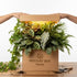Mystery Box Dreaming Plants contenente una selezione a sorpresa di piante tropicali rare, aroidi e varietà da interno in perfetta salute.