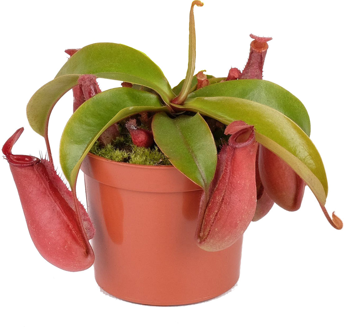 Nepenthes ‘Bloody Mary’ | Pianta Carnivora con Ascidi Rossi per Terrarium - Vaso 8.5cm