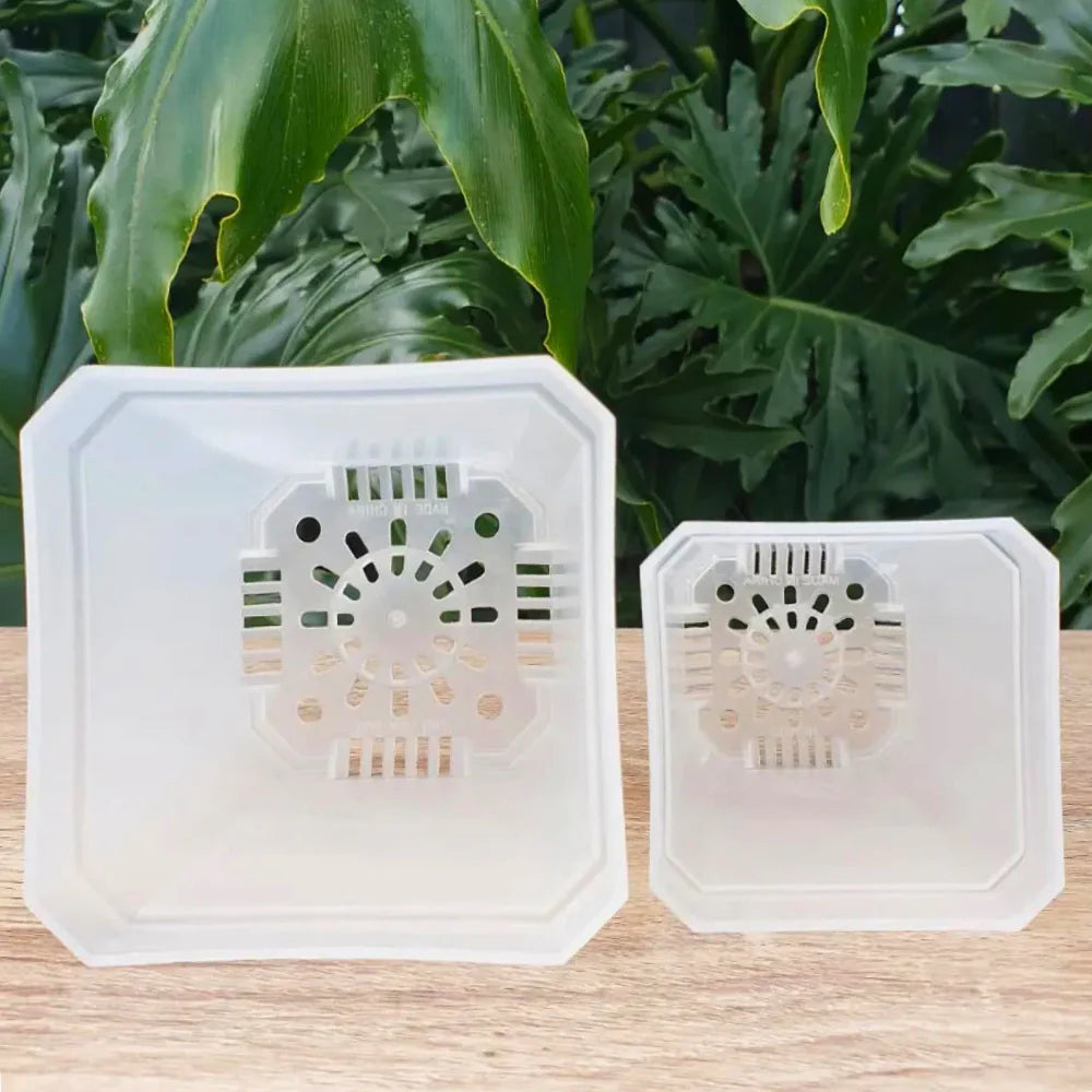 Mini Serra Vaso Trasparente con Cupola per Baby Plant e Talee 🌿🧪