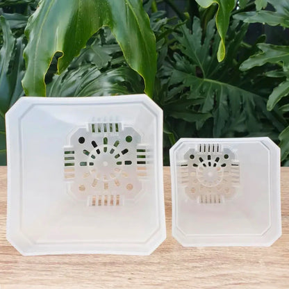 Mini Serra Vaso Trasparente con Cupola per Baby Plant e Talee 🌿🧪