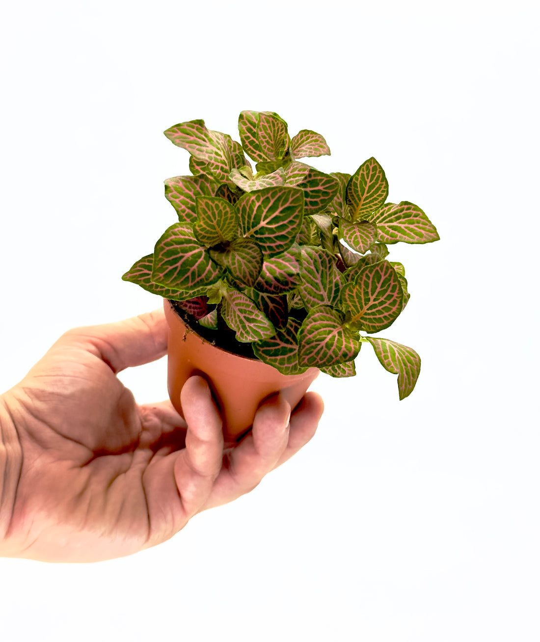 Pianta Fittonia Mix Dreaming Plants con venature colorate a contrasto in vaso da 8,5 cm, ideale per terrarium chiusi e mini composizioni domestiche.