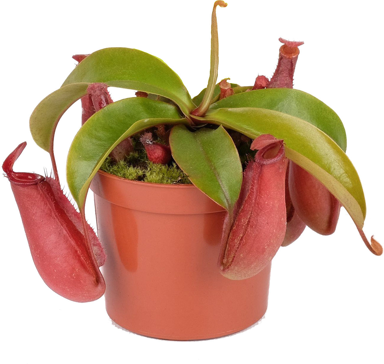 Pianta carnivora Nepenthes &