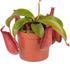 Pianta carnivora Nepenthes &