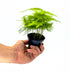 Pianta di Asparagus plumosus Dreaming Plants con fronde piumose verde brillante in vaso da 7 cm, ideale per decorazione d&