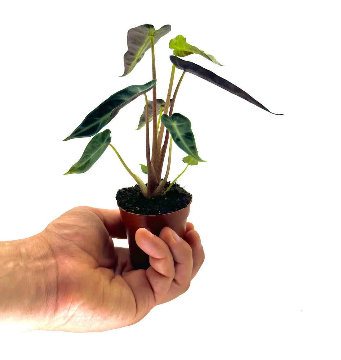 Piccola Alocasia Amazzonica Polly di Dreaming Plants con foglie a scudo verde scuro e venature argento in vaso da 5,5 cm, ideale per home design.