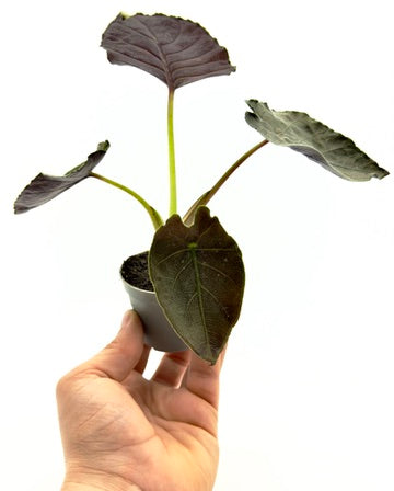 Piccola Alocasia Antoro Velvet di Dreaming Plants con foglie a cuore vellutate verde scuro quasi nere in vaso da 6 cm, ideale per collezionisti.