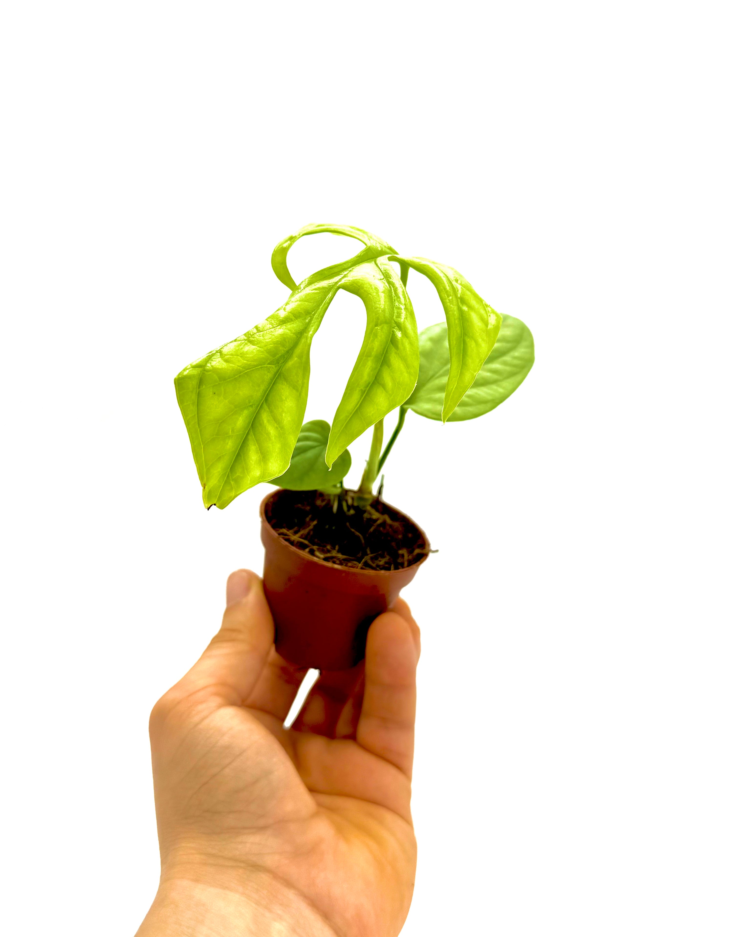 Piccola Amydrium Silver di Dreaming Plants con foglie argentate e venature profonde in vaso da 6 cm, ideale per collezioni di piante rare.