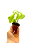 Piccola Amydrium Silver di Dreaming Plants con foglie argentate e venature profonde in vaso da 6 cm, ideale per collezioni di piante rare.