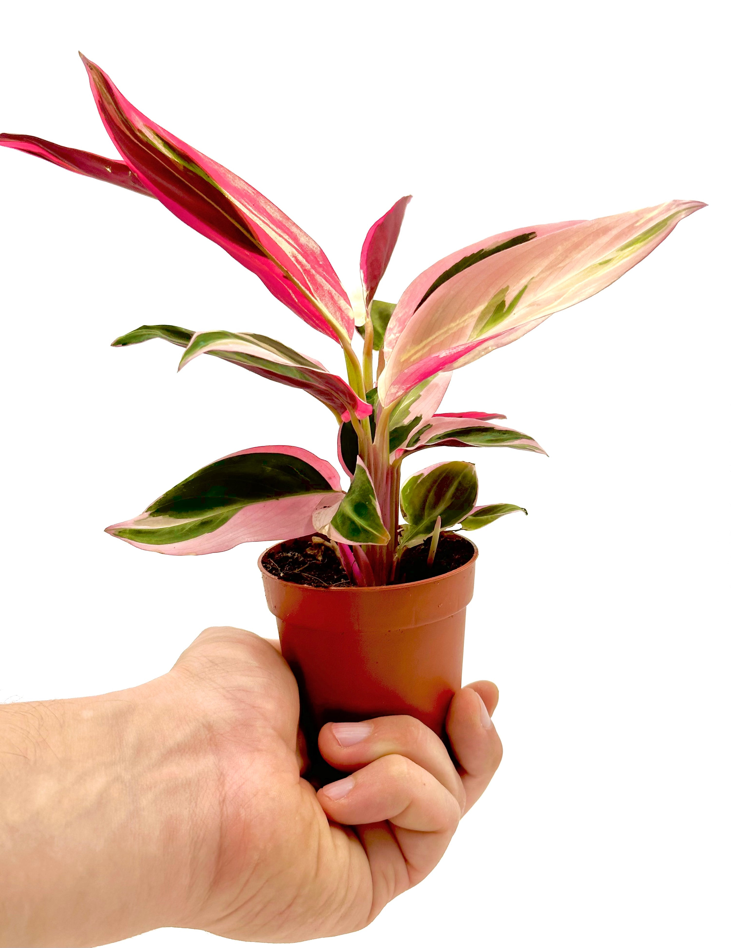 Piccola Calathea di Dreaming Plants con foglie decorate da pattern geometrici e retro bordeaux in vaso da 7 cm, ideale per terrarium.
