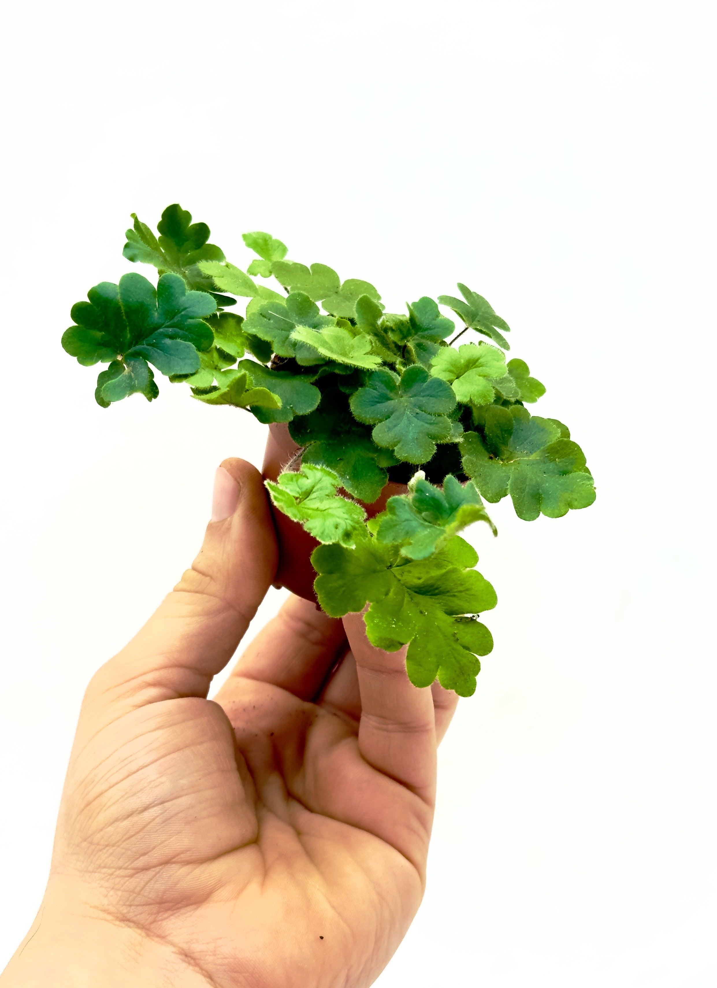 Piccola Felce Antenna (Doryopteris cordata) di Dreaming Plants con foglie a cuore e steli sottili slanciati in vaso da 5,5 cm, ideale per terrarium.