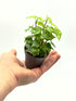 Piccola Hedera helix di Dreaming Plants con foglie verdi lobate in vaso da 6 cm, ideale per scaffali e decorazione a cascata.