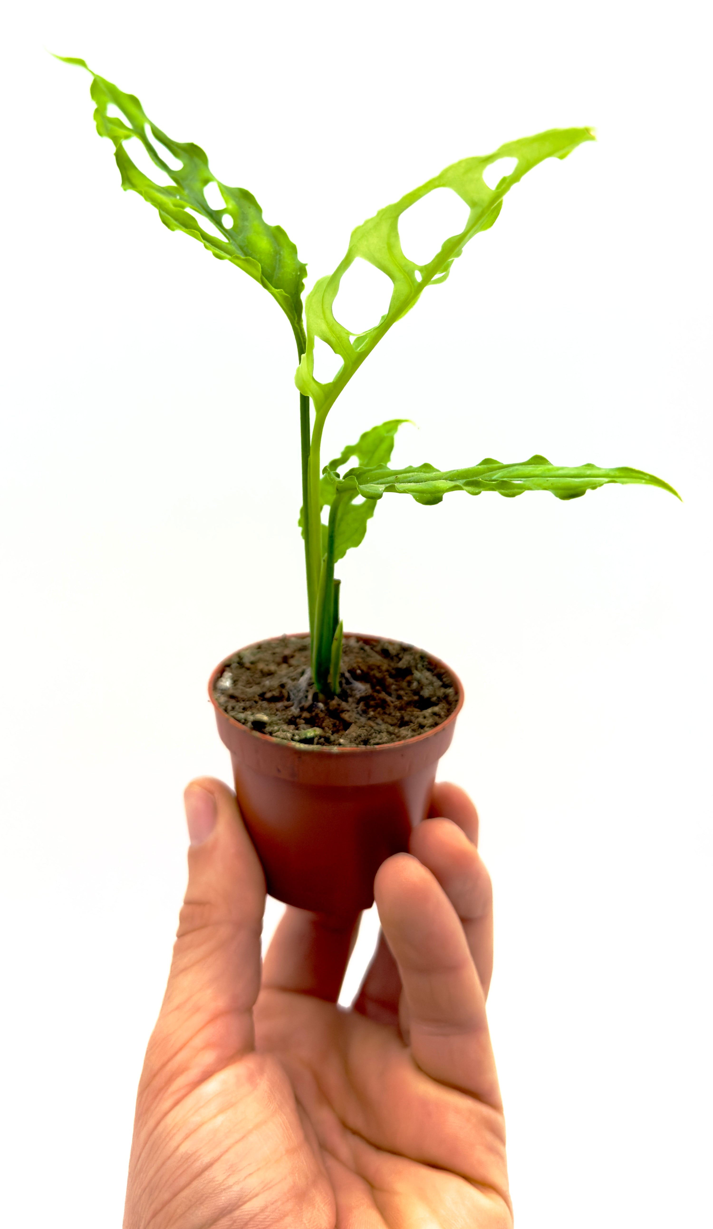 Piccola Monstera Obliqua Peru di Dreaming Plants con foglie ricamate e ampie fenestrazioni in vaso da 6 cm, ideale per collezioni di piante rare.