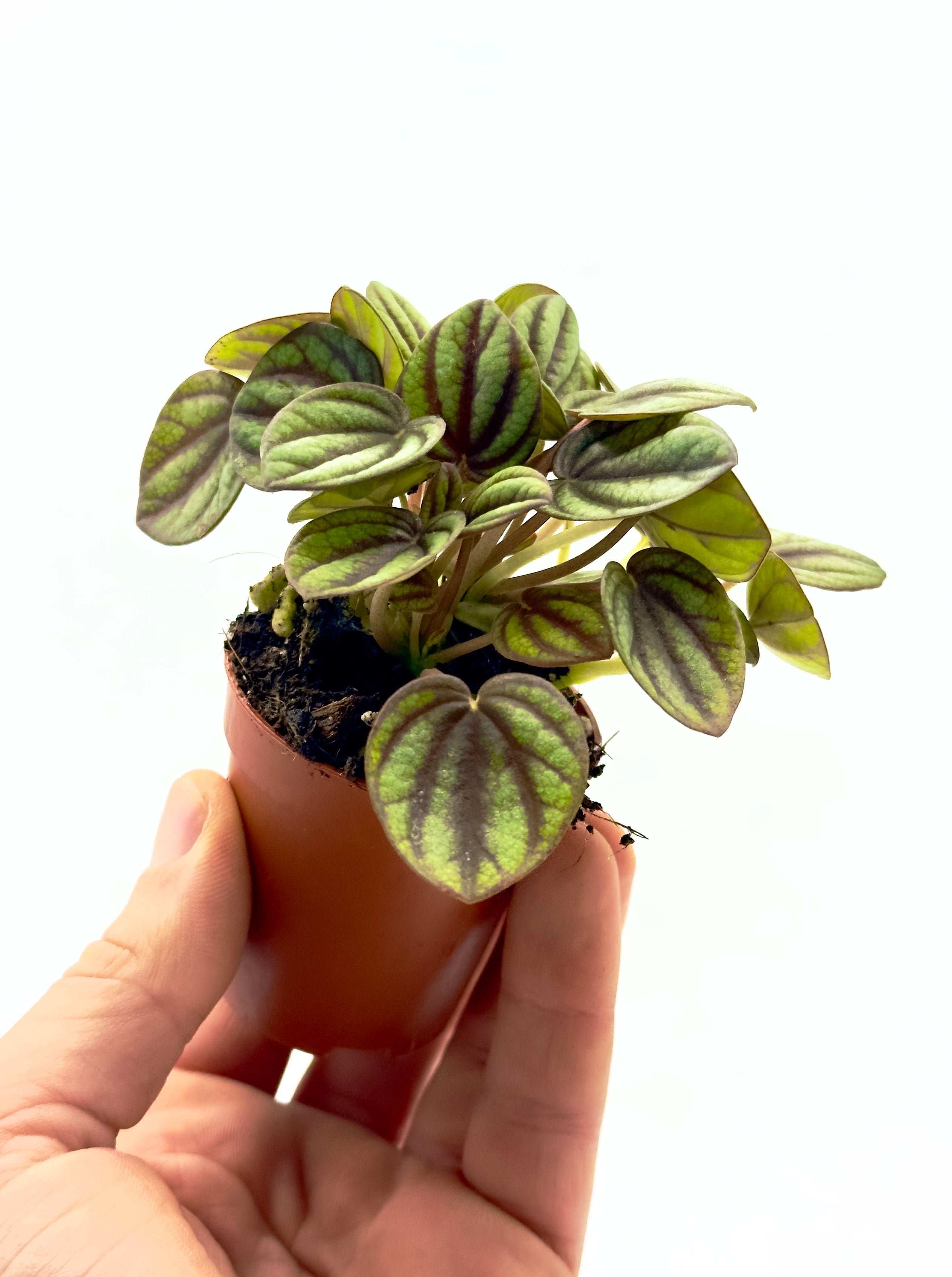 Piccola Peperomia Albovittata Dreaming Plants con foglie a cuore e profonde venature argentee in vaso da 5,5 cm, ideale per terrarium e scrivanie.