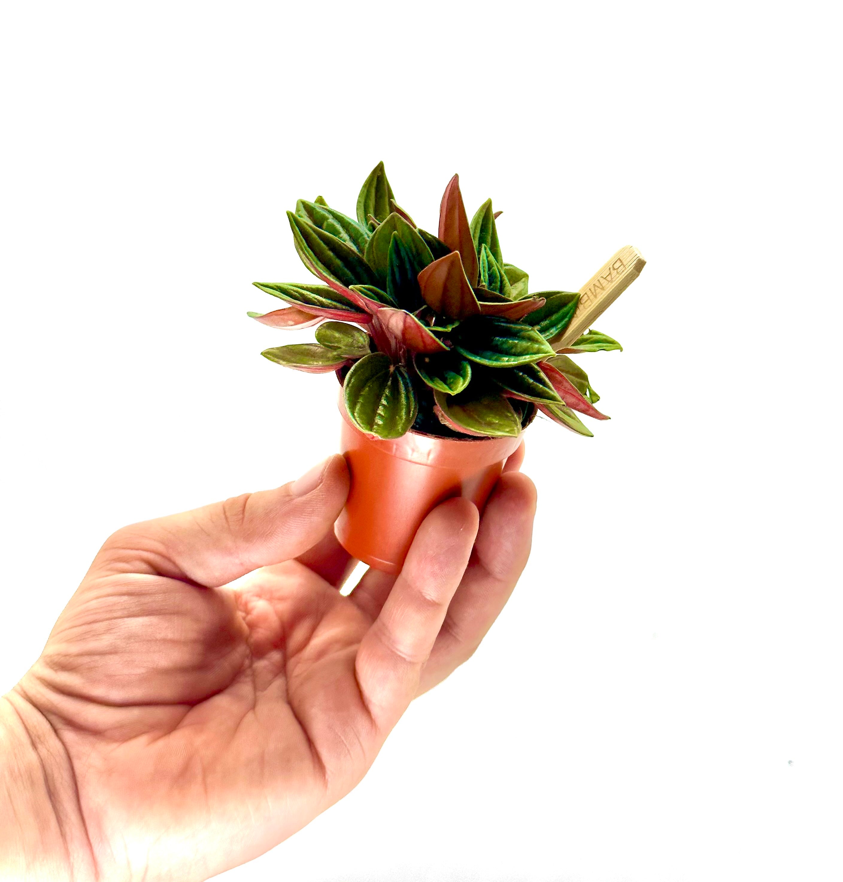 Piccola Peperomia Caperata Dreaming Plants con foglie rugose verde brillante e retro rosso vibrante in vaso da 5,5 cm, ideale per piccoli spazi e terrarium.