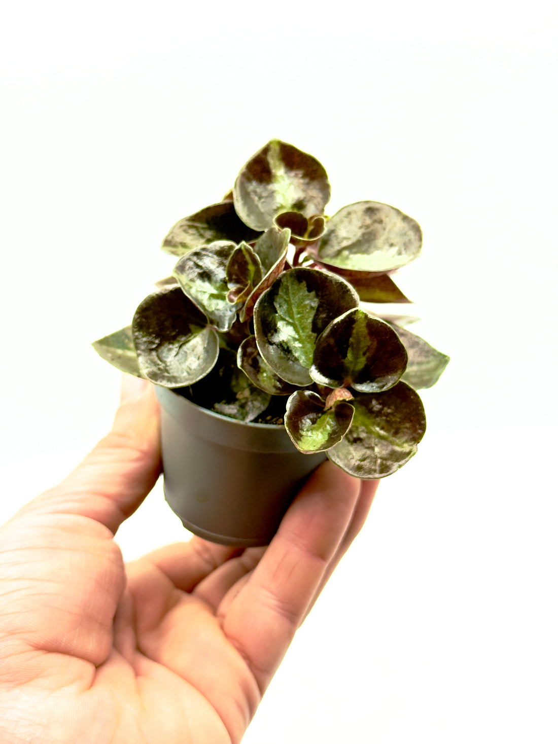 Piccola Peperomia metallica Colombiana di Dreaming Plants con foglie nero metallico e retro rosso rubino in vaso da 6 cm, ideale per terrarium.