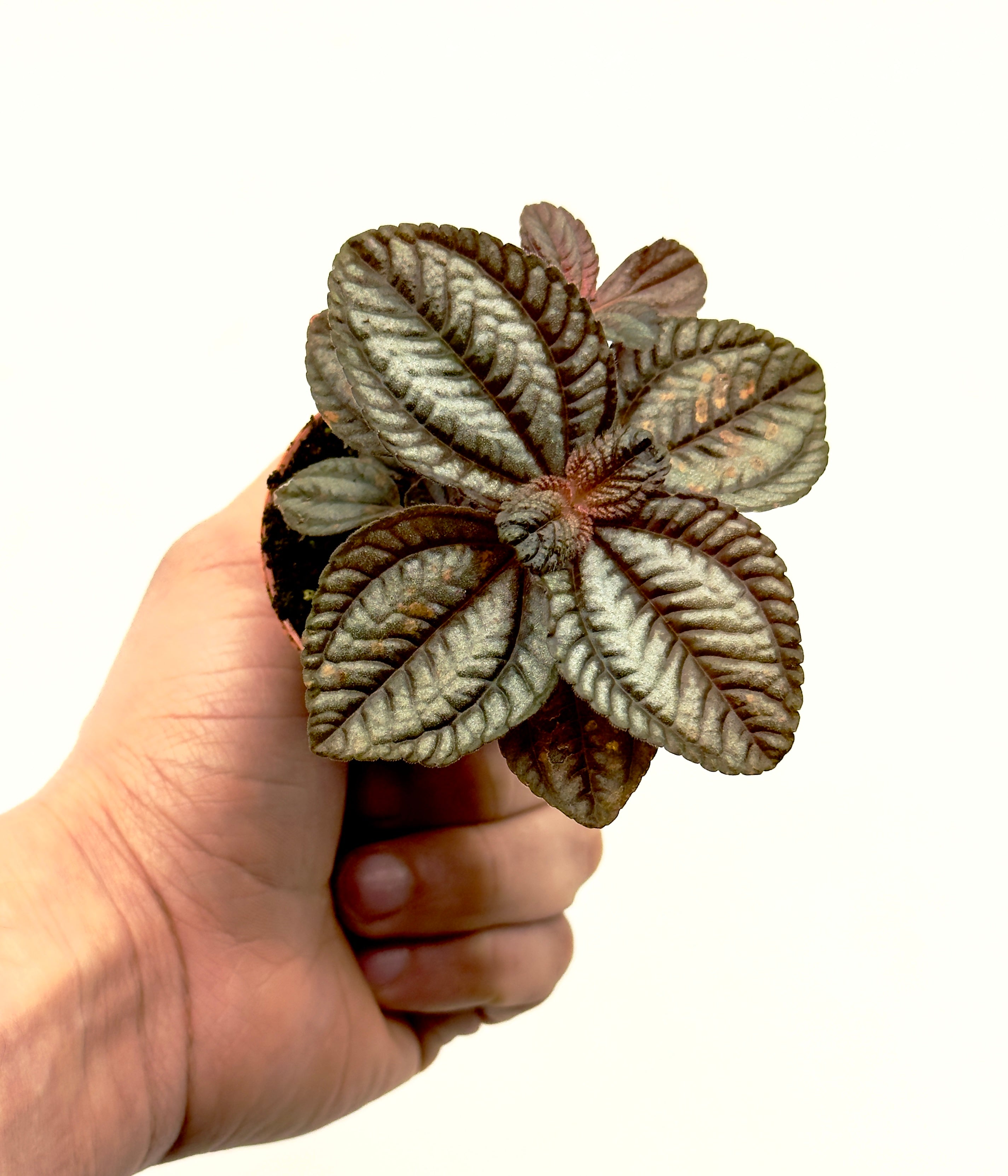 Piccola Pilea &