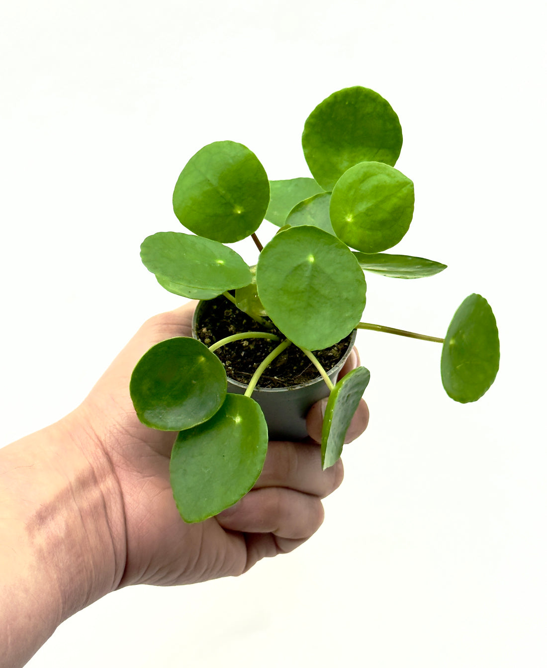 Piccola Pilea peperomioides di Dreaming Plants con foglie circolari a forma di moneta su steli sottili in vaso da 6 cm, ideale per amanti del design minimalista.