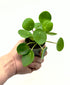Piccola Pilea peperomioides di Dreaming Plants con foglie circolari a forma di moneta su steli sottili in vaso da 6 cm, ideale per amanti del design minimalista.