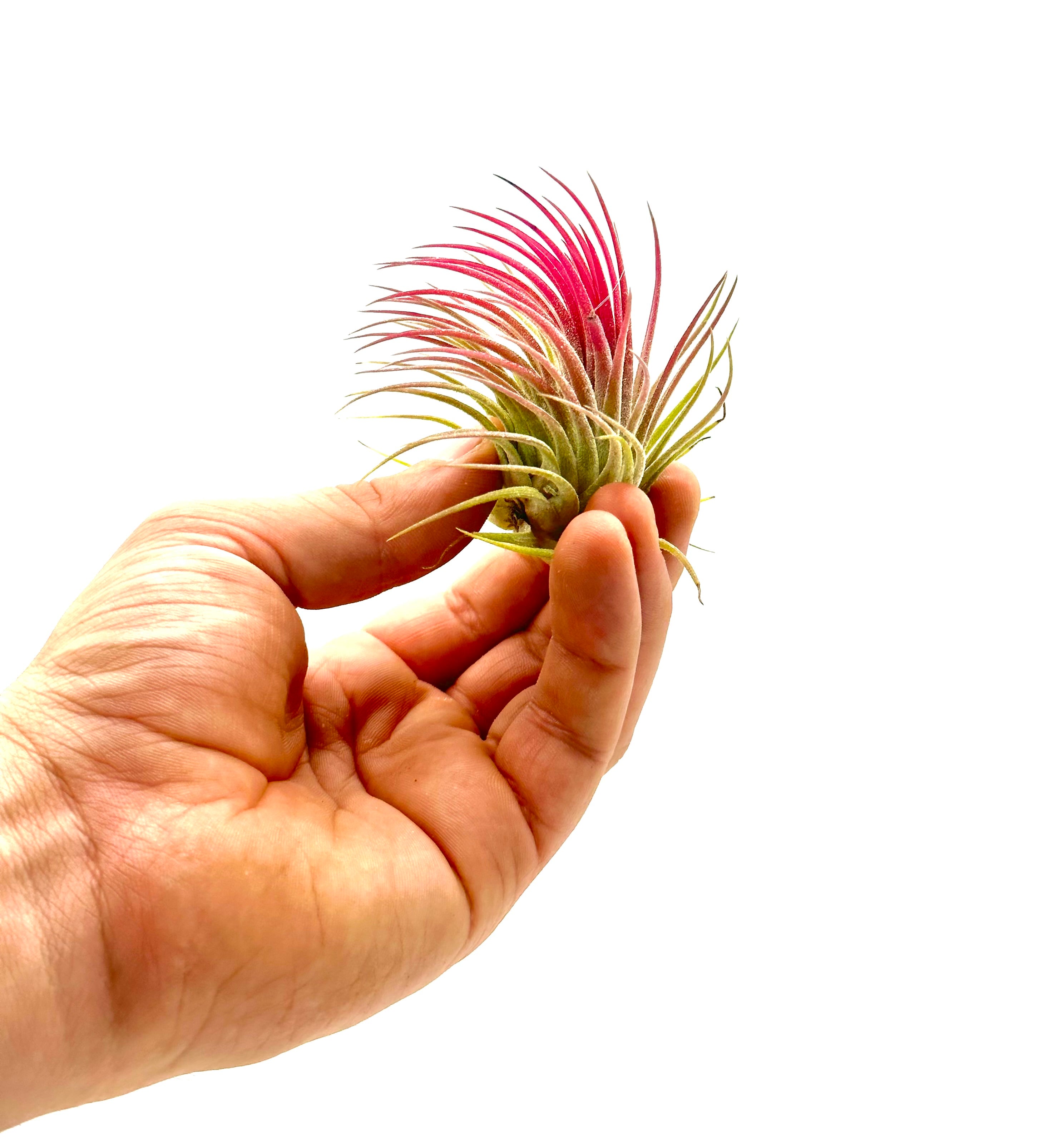 Piccola Tillandsia Ionantha di Dreaming Plants, pianta dell&