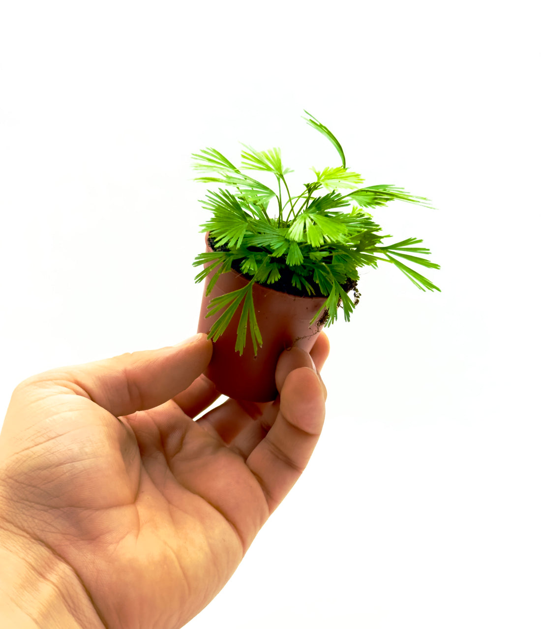 Piccola felce Actiniopteris australis Dreaming Plants con fronde a ventaglio simili a una palma nana in vaso da 5,5 cm, ideale per mini paesaggi.