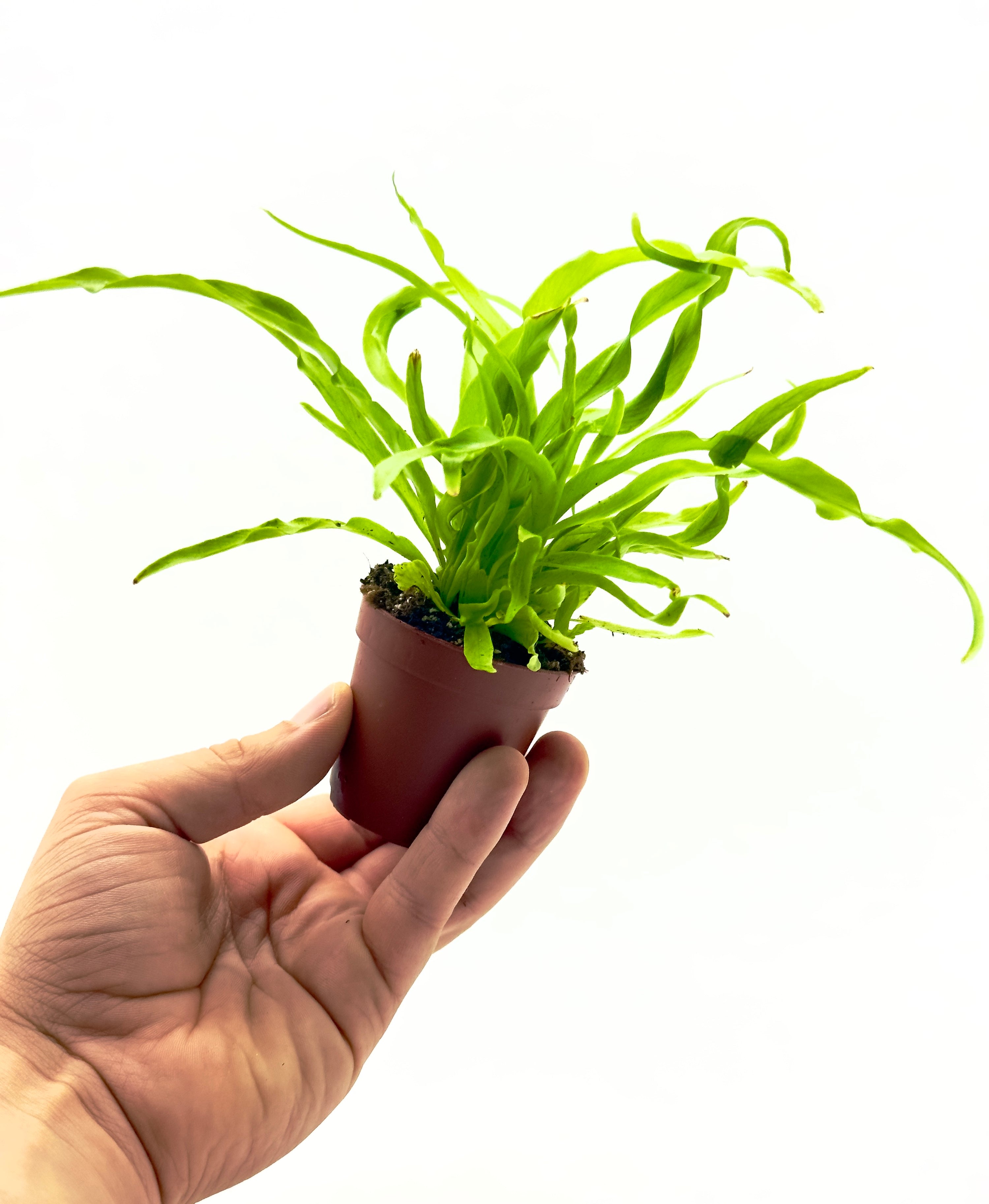 Piccola felce Asplenium antiquum Dreaming Plants con foglie verdi brillanti ondulate a rosetta in vaso da vivaio, ideale per piccoli spazi indoor.