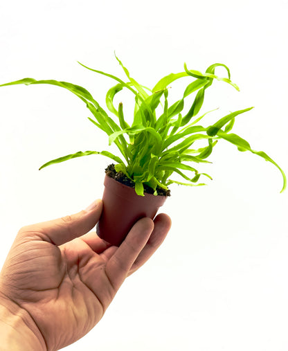 Piccola felce Asplenium antiquum Dreaming Plants con foglie verdi brillanti ondulate a rosetta in vaso da vivaio, ideale per piccoli spazi indoor.