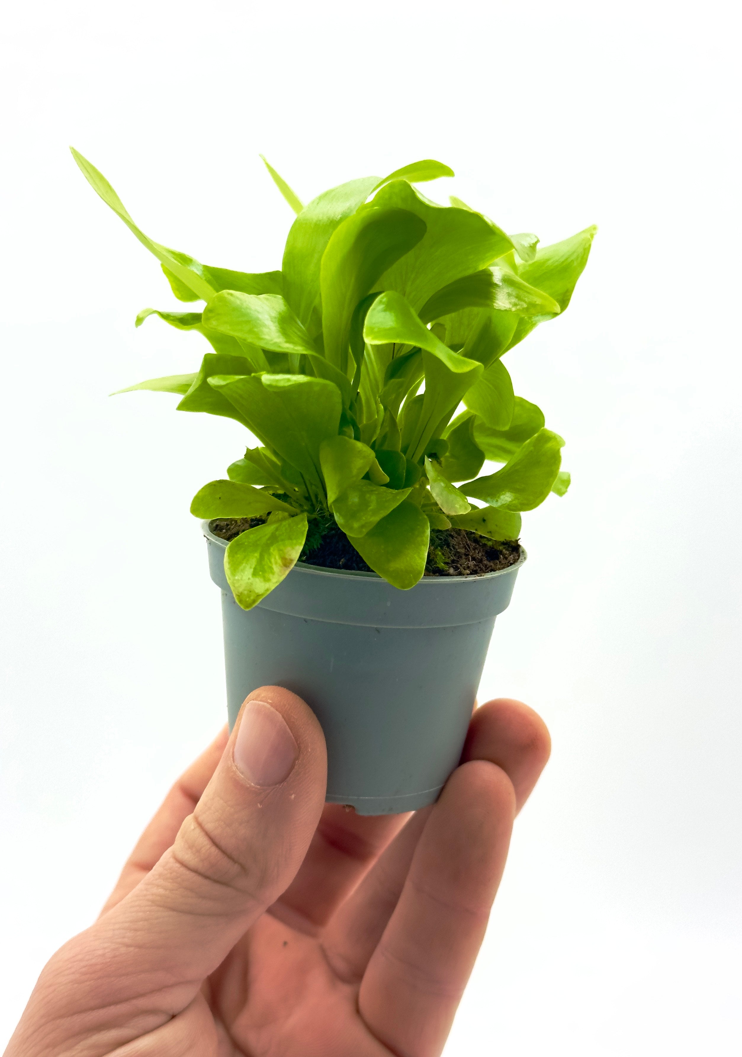 Piccola felce Asplenium nidus di Dreaming Plants con fronde verde brillante disposte a raggiera in vaso da 5,5 cm, ideale per terrarium e home design.