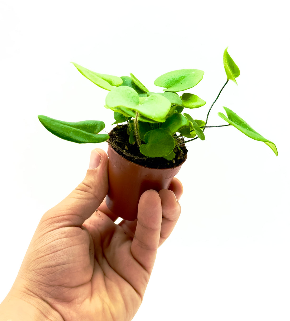 Piccola felce Hemionitis arifolia Dreaming Plants con foglie lucide a forma di cuore e steli scuri in vaso da 7 cm, ideale per home design.