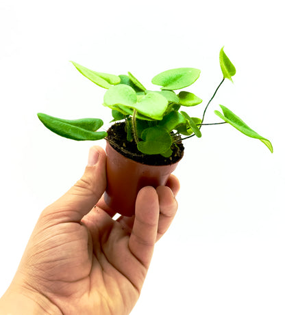 Piccola felce Hemionitis arifolia Dreaming Plants con foglie lucide a forma di cuore e steli scuri in vaso da 7 cm, ideale per home design.