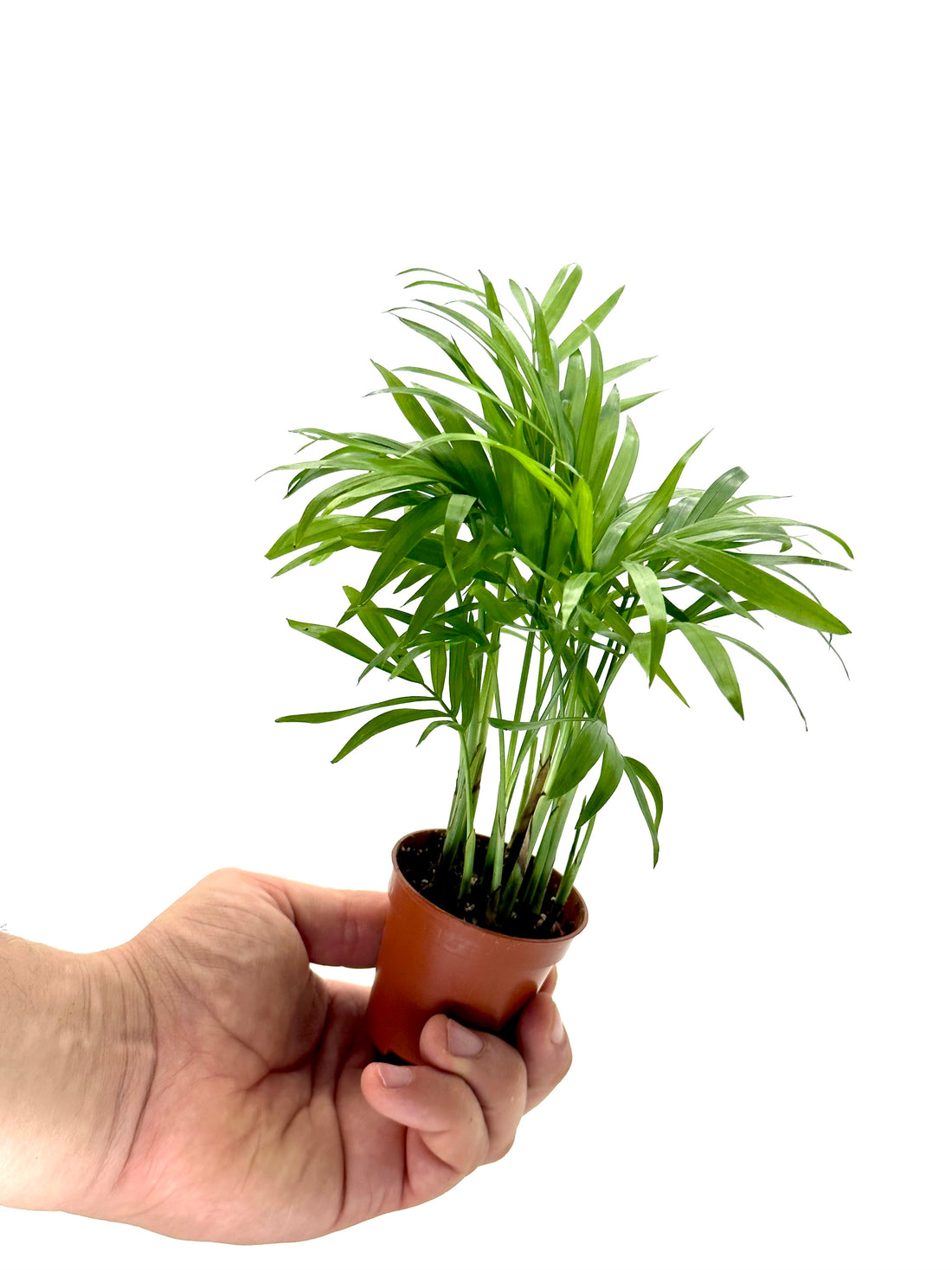 Piccola palma nana Chamaedorea elegans Dreaming Plants con fronde verdi piumate in vaso da 7 cm, perfetta per interni e terrarium.