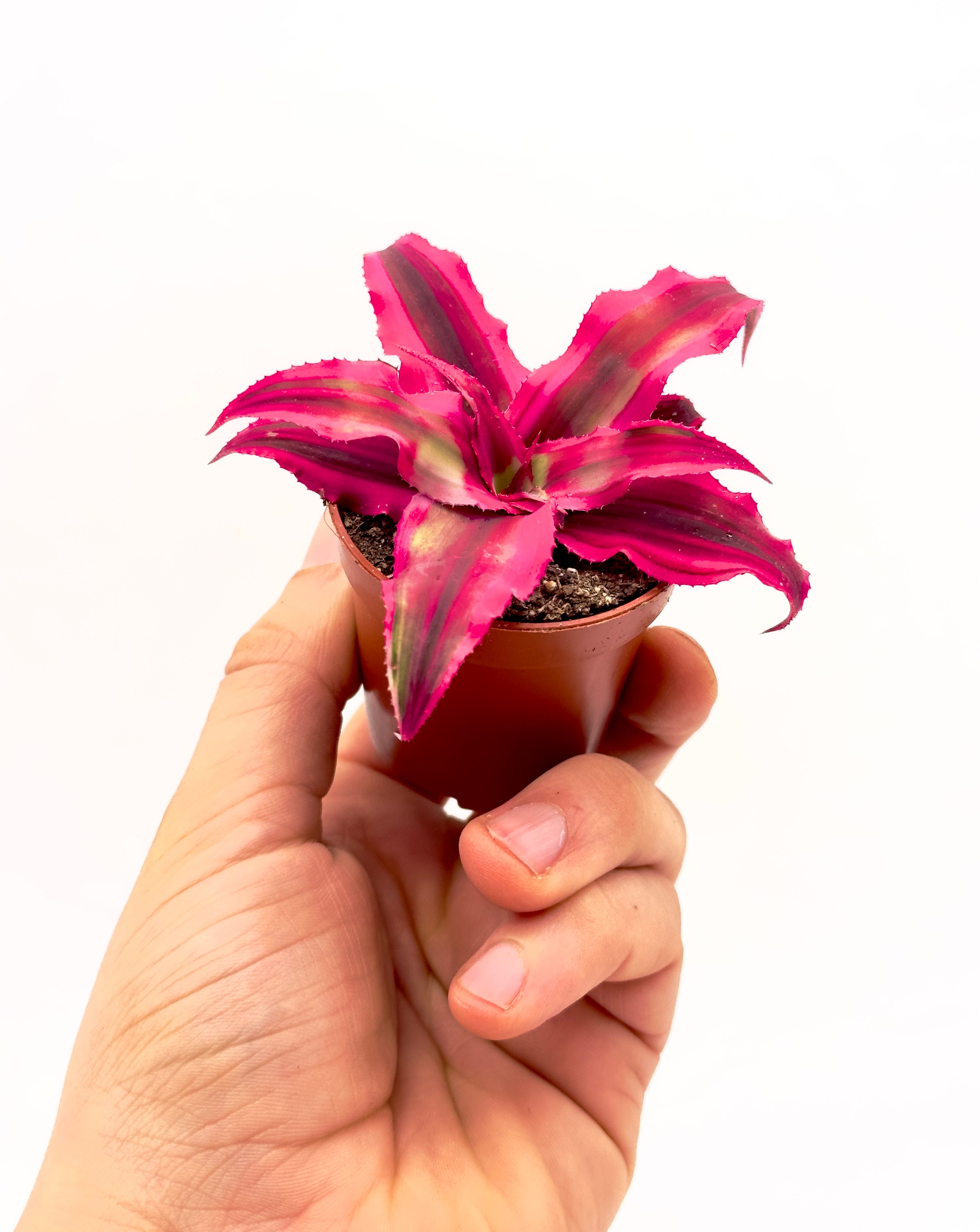 Piccola pianta Cryptanthus bivittatus Mix di Dreaming Plants a forma di stella con foglie variegate in vaso da 5,5 cm, ideale per terrarium e decorazione d&
