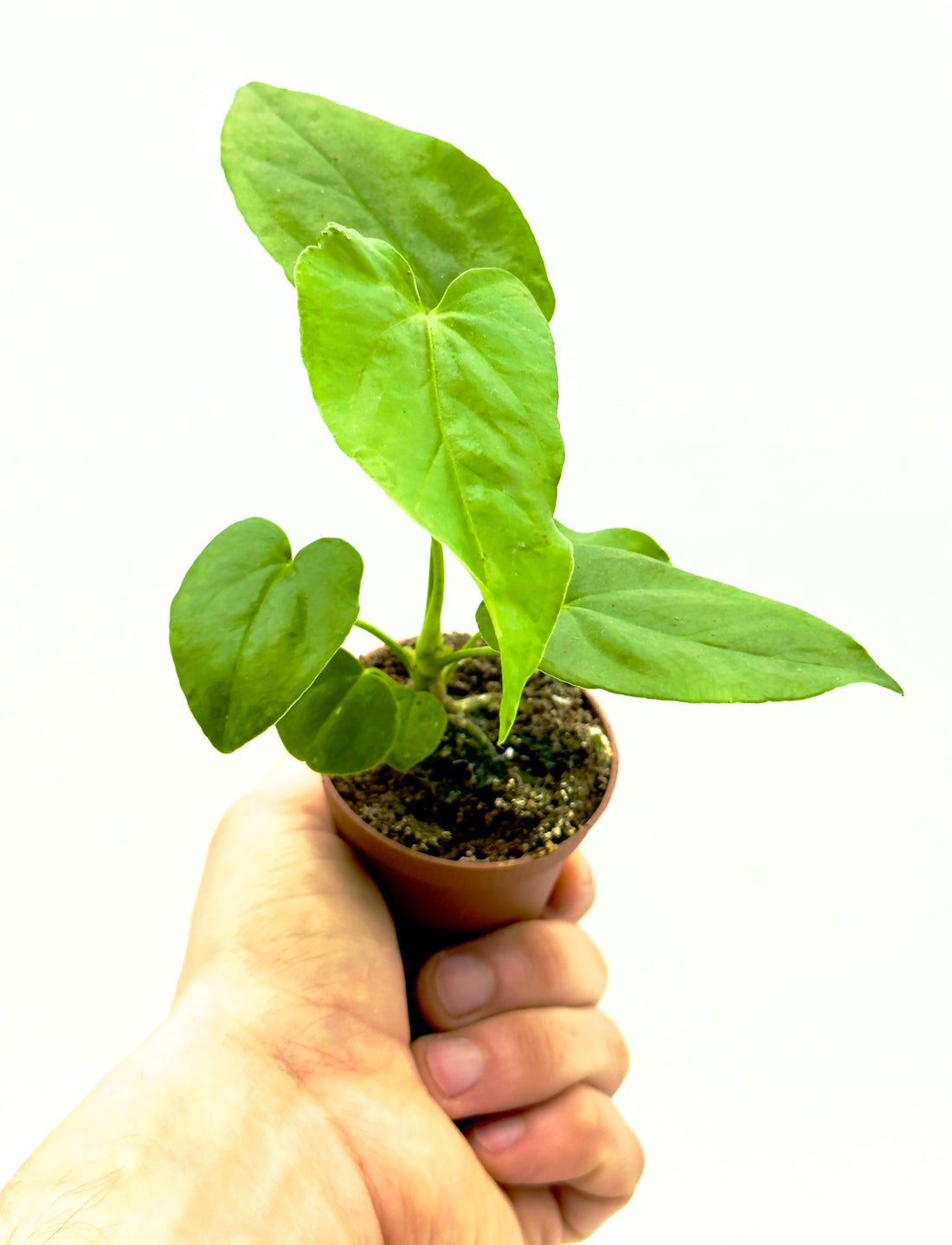 Piccola pianta di Anthurium warocqueanum di Dreaming Plants con foglie lunghe vellutate verde scuro e venature argentate, ideale per vetrine botaniche.