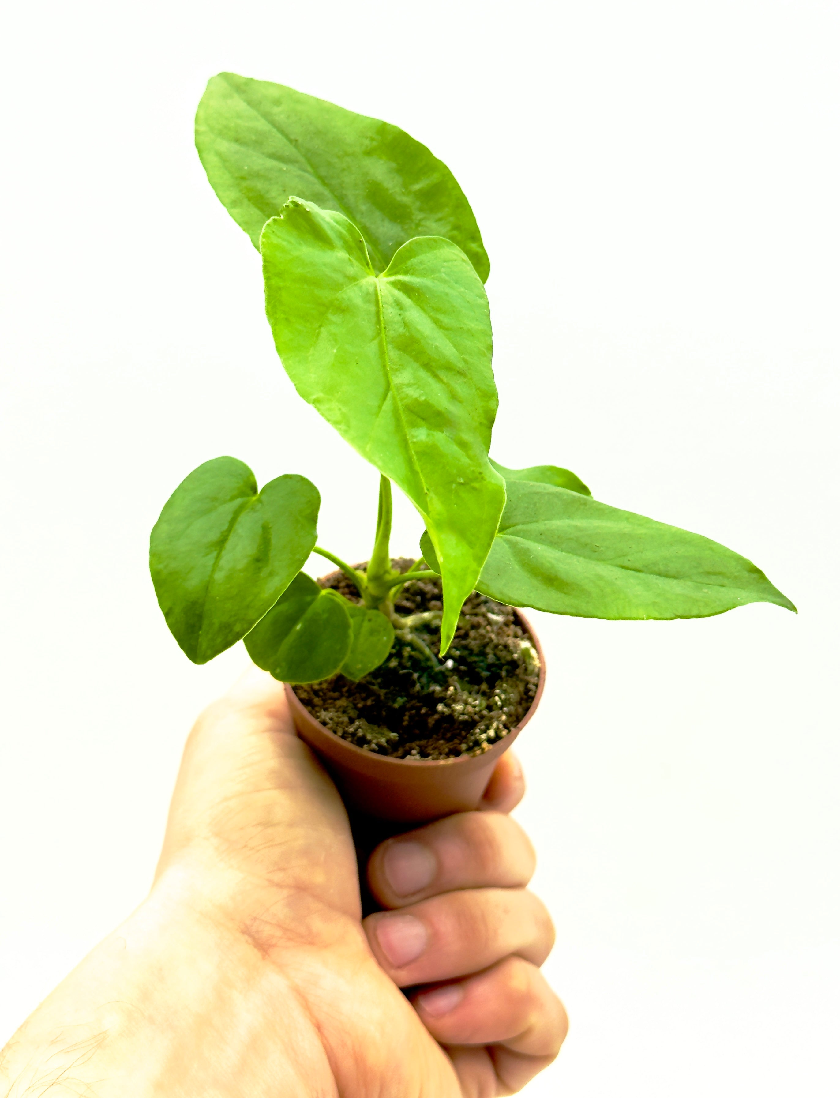 Piccola pianta di Anthurium warocqueanum di Dreaming Plants con foglie lunghe vellutate verde scuro e venature argentate, ideale per vetrine botaniche.
