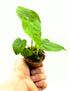 Piccola pianta di Anthurium warocqueanum di Dreaming Plants con foglie lunghe vellutate verde scuro e venature argentate, ideale per vetrine botaniche.