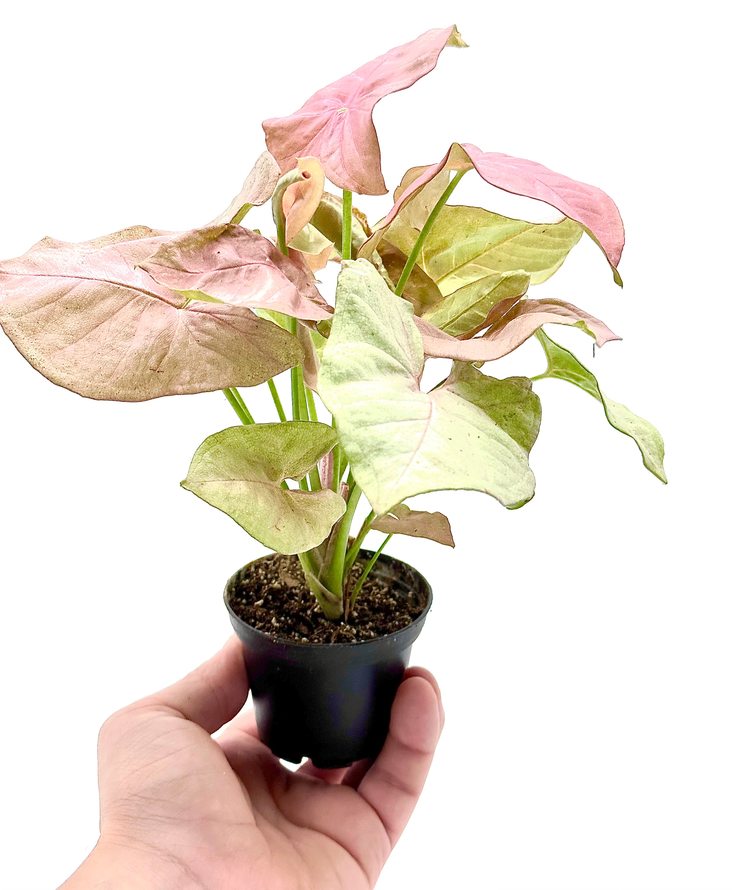 Piccola pianta di Syngonium Mix Dreaming Plants con foglie a cuore variegate in vaso da 6 cm, ideale per home design e terrarium.