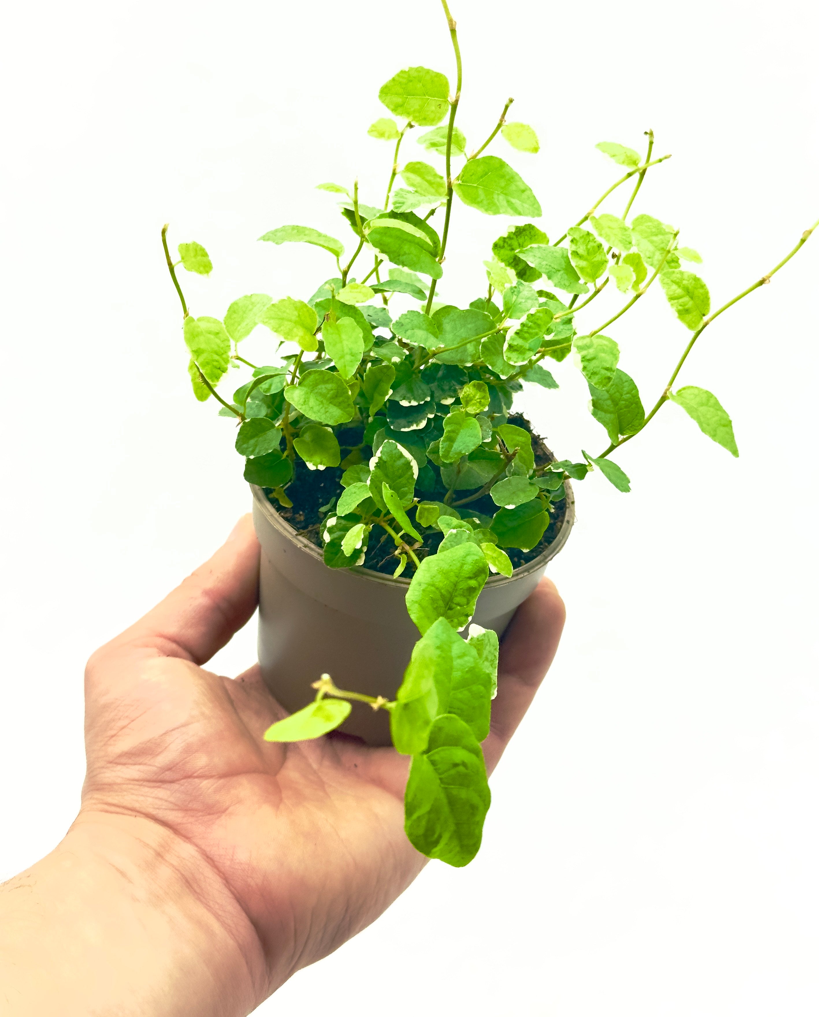 Piccola pianta rampicante Ficus pumila variegata di Dreaming Plants con foglioline bordate di bianco crema in vaso da 9 cm, ideale per decorazione d&