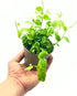 Piccola pianta rampicante Ficus pumila variegata di Dreaming Plants con foglioline bordate di bianco crema in vaso da 9 cm, ideale per decorazione d&
