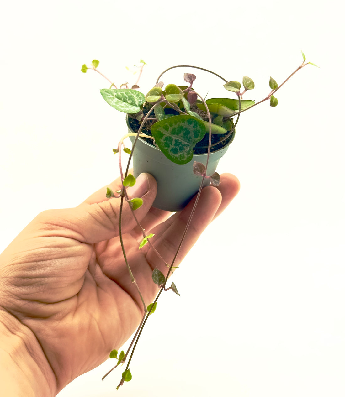 Piccola pianta ricadente Ceropegia woodii Dreaming Plants con foglie variegate a forma di cuore e riflessi argentati in vaso da 6 cm.